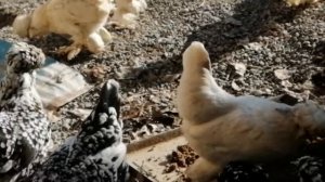 Декоративные карликовые куры,корейской породы.