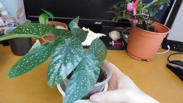 Комнатные цветы, мои новинки и не только они. смотреть онлайн