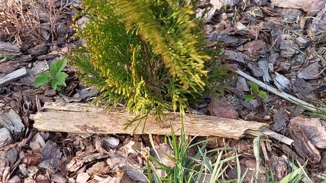 Осенняя обрезка туи. Почему туи ржавеют? Дневник самоучки смотреть онлайн