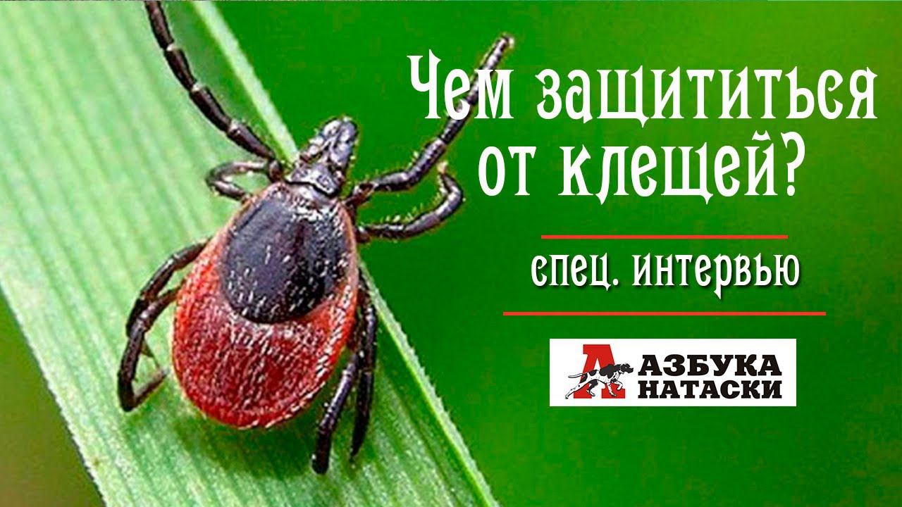 Защита питомцев - советы специалиста! смотреть онлайн