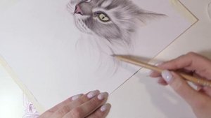 Мои странные заказчики. Рисую мейн-куна (цветные карандаши Faber Castell, Derwent Lightfast)