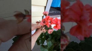 Ю пена дней