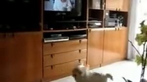 Il mio cane Whisky salta davanti la TV