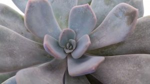 Echeveria 'Asante Sana'