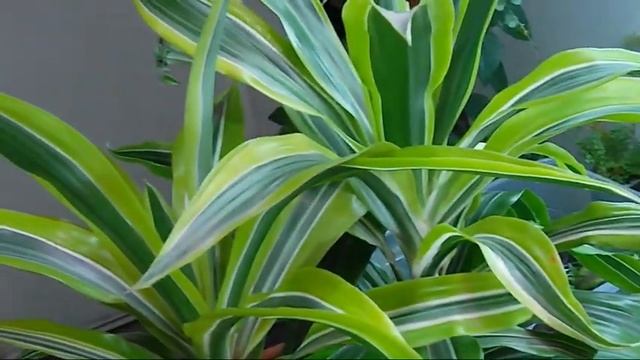 Моя драцена любит прохладу смотреть онлайн