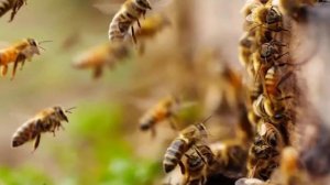 КУБАНСКИЕ ПЧЕЛЫ || КУБАНСКАЯ ПОРОДА ПЧЕЛ  #Кубань