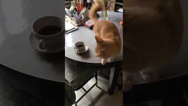 Бразильский кофе под санкциями. Коша пророчествует!