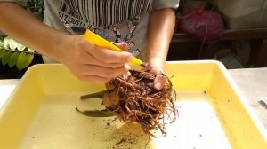 СПАСАЕМ ЗАМИОКУЛЬКАС ? ДОЛЛАРОВОЕ ДЕРЕВО?ЖЕЛТЕЮТ ЛИСТЬЯ