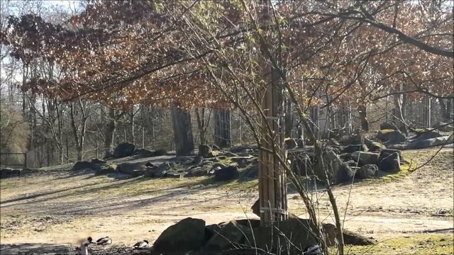 зоопарк зимой часть 2