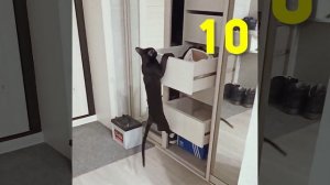 Ориентальный Кот Подтягивается 15 раз #shorts | Черный ориентал