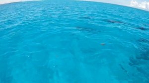 Сафари с дельфинами в Индийском океане. Занзибар. Танзания. Zanzibar