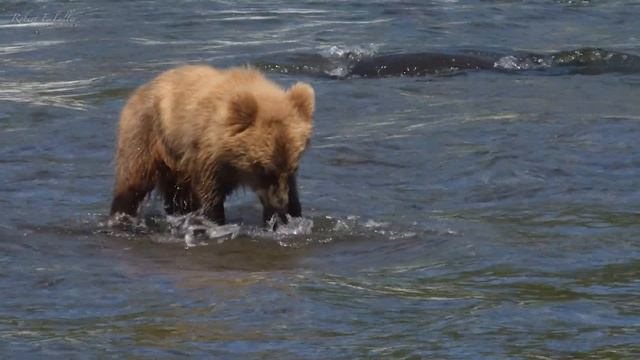 The Fierce 'Mama' Bears of Brooks Falls | Alaska ? ?? | Wild Travel | Robert E Fuller
