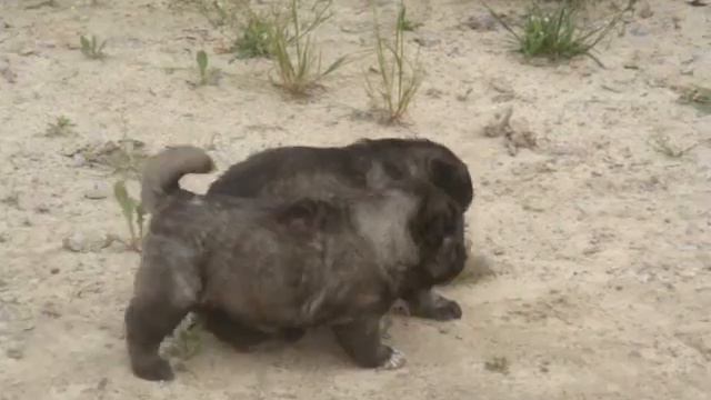 Гордей + Единственная: щенки 10.06.14. смотреть онлайн