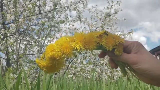 Краса врятує світ! Плетемо віночок з кульбаби смотреть онлайн