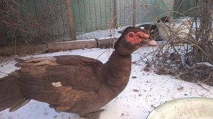 Уток выпустили  на улицу на 30 минут