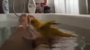 Купание попугая в ванной