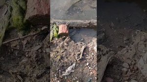 река Кубань змея охота