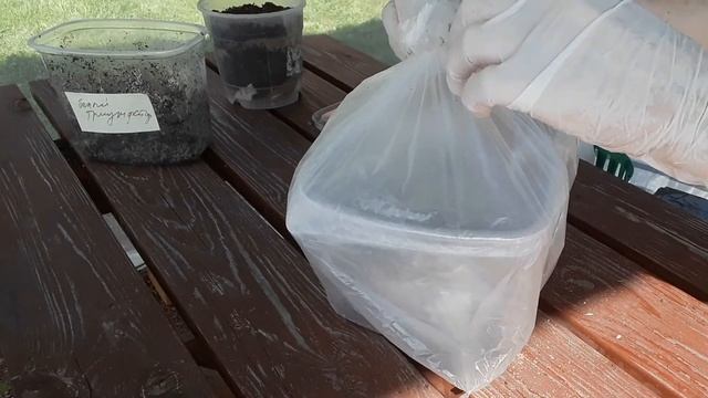 Легкий способ размножения лилий. Размножение чешуйками.#лилии#люблюлилии#размножениелилий#фанатлили