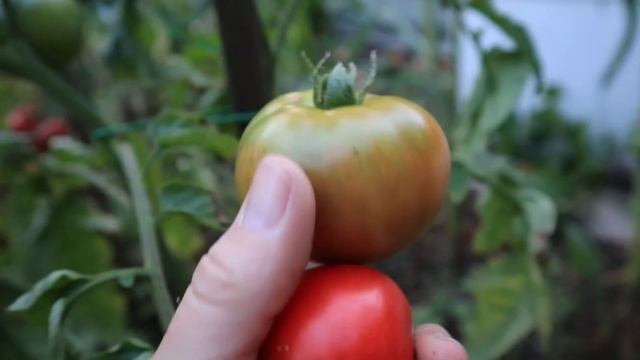 Почему нельзя собирать семена с гибридов? Отвечаю на вопрос и показываю на примере помидоров смотреть онлайн