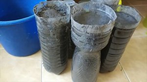 Эксперимент. Выращиваем саженцы хурмы на подоконнике из косточек.