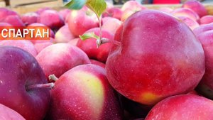 Почему сейчас не выращивают очень вкусный и сочный старый сорт зимних яблок Спартан
