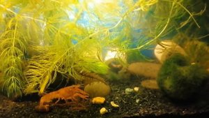 Креветки и раки живут вместе мирно