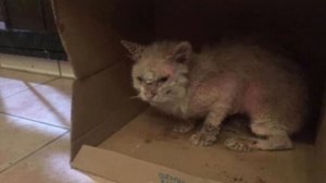 Бедную, облезшую кошку ждала смерть, но ей спасли!