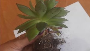 Почему Эхеверию надо сажать в большой горшок Суккуленты ECHEVERIA Как поливать суккуленты