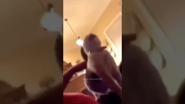 Котики