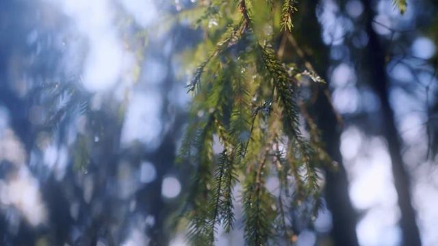 Изменение климата в России. Мнение специалистов смотреть онлайн