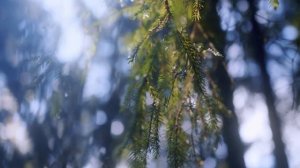 Изменение климата в России. Мнение специалистов