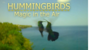 Жизнь колибри