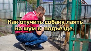 Как отучить собаку лаять на шум в подъезде.