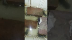 РАЗВЕДЕНИЕ РАКОВ {В ДОМАШНИХ УСЛОВИЯХ} КОРМЛЕНИЕ, ПОПОЛНЕНИЕ, НЕТ КИСЛОРОДА!!!!