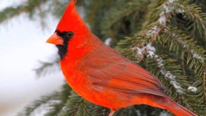 Это лучшая музыка для души! Сергей Чекалин! Послушайте…