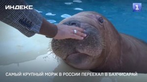 Самый крупный морж в России переехал в Бахчисарай