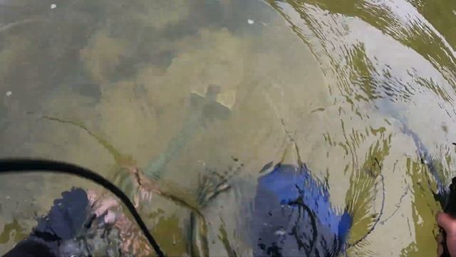Очищаем озеро от потерянных золотых колец и цепочек  #frogman #поискзолота #золото