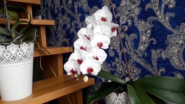 Орхидеи Фаленопсис выращивание и полив