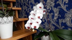Орхидеи Фаленопсис выращивание и полив
