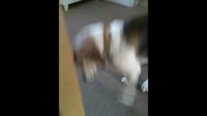 Ну почти, почти достал! Видео из +100500