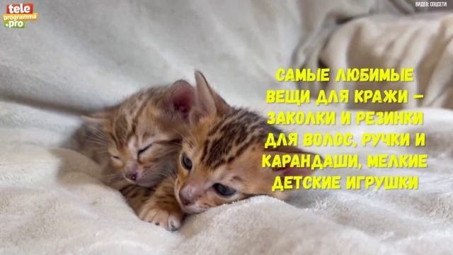 Бенгальские кошки