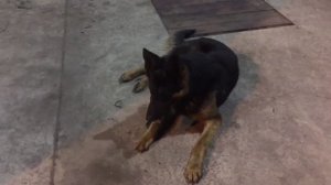 Команда «Место». Общий курс дрессировки ОКД. Дрессировка немецкой овчарки