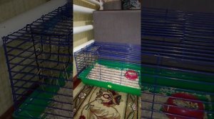 Что должно быть в клетке декоративного кролика