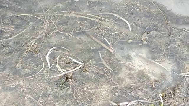 Сакарка почему дохнет рыба игла смотреть онлайн