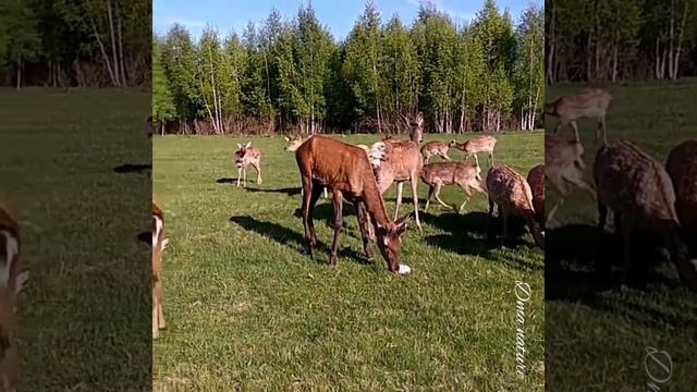 Олени. Благородные олени. Грациозно животные. Маралы. Пятнистые олени