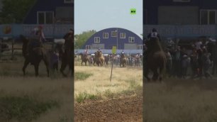 В Астраханской области прошла гонка на верблюдах в честь Сабантуя