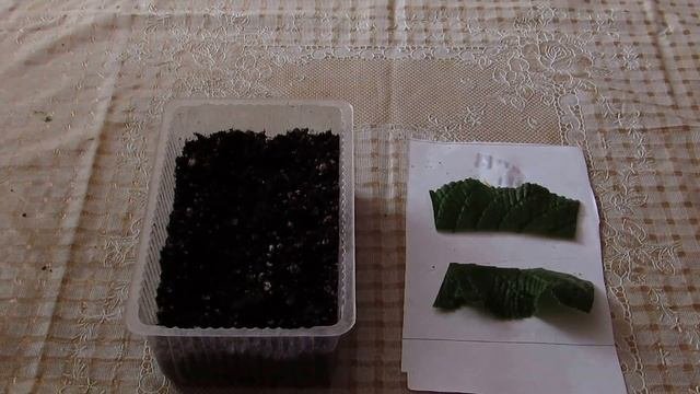 Как укоренить лист стрептокарпуса