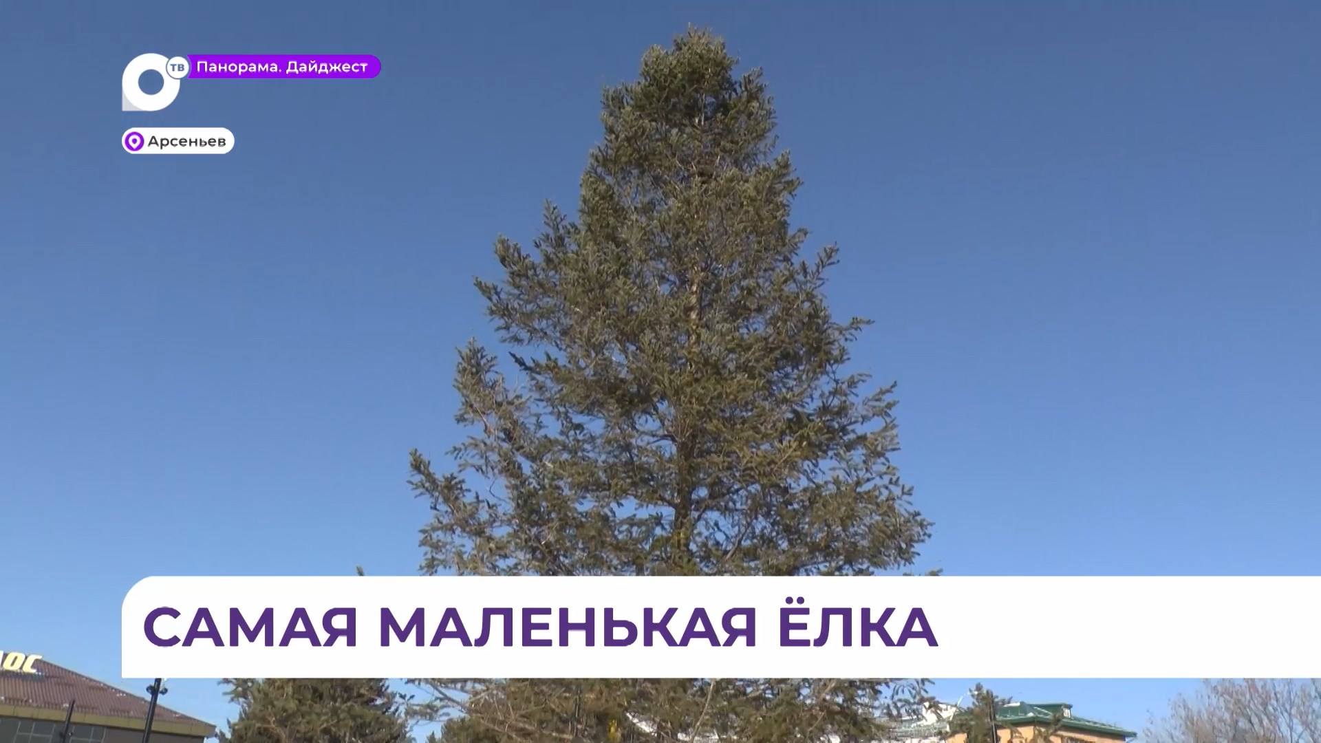 Ёлка на центральной площади в Арсеньеве удивила местных жителей