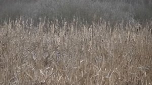 Путешествия по Марий Эл. ООПТ Болото Железное