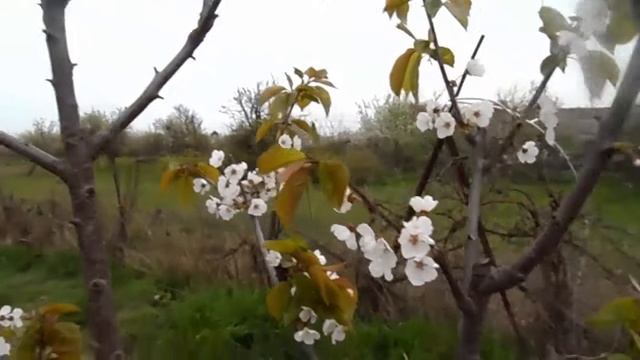 ЧЕРЕШНЯ Сорт черешни Регина Сорт черешни Амулет черешня описание сорта